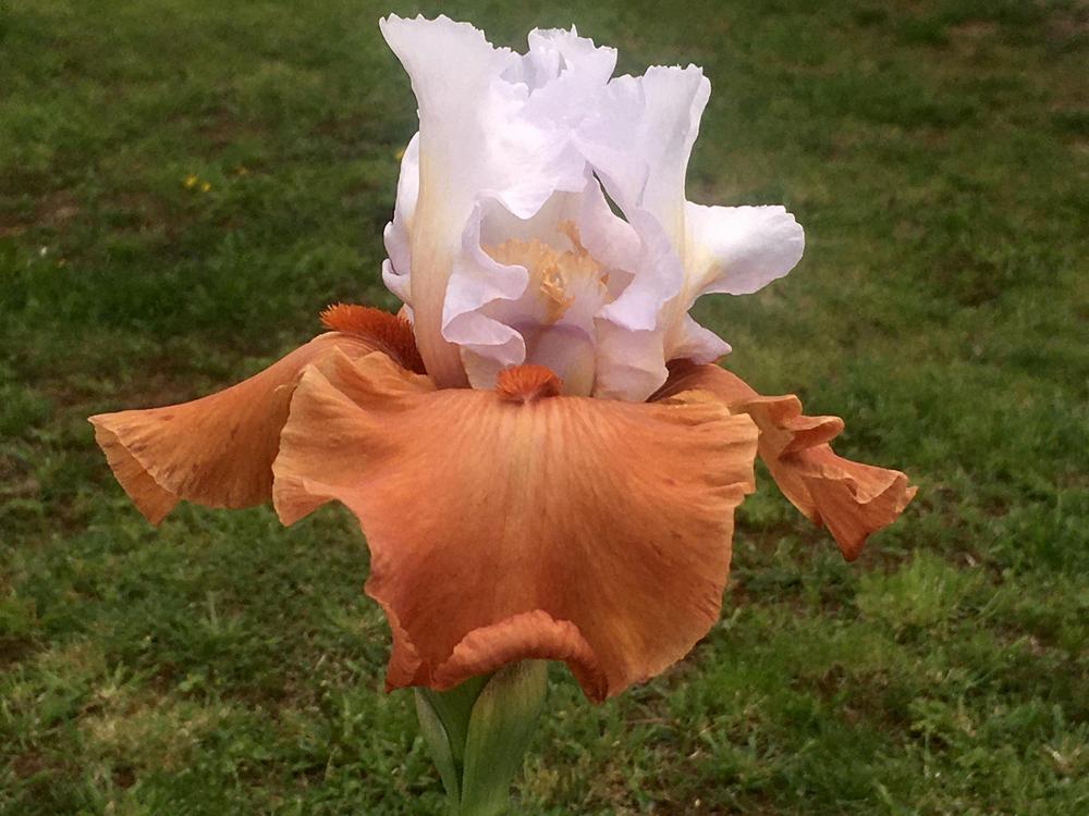 Photo of Tall Bearded Iris (Iris 'Pumpkin Pie ala Mode') uploaded by Neela