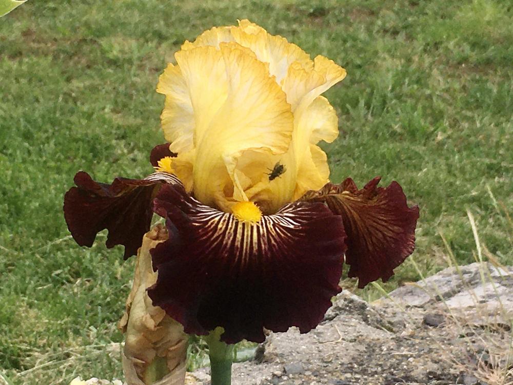 Photo of Tall Bearded Iris (Iris 'Reckless Abandon') uploaded by Neela