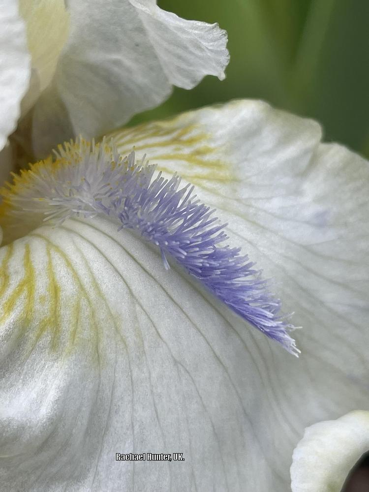 Photo of Intermediate Bearded Iris (Iris 'Hi') uploaded by RachaelHunter