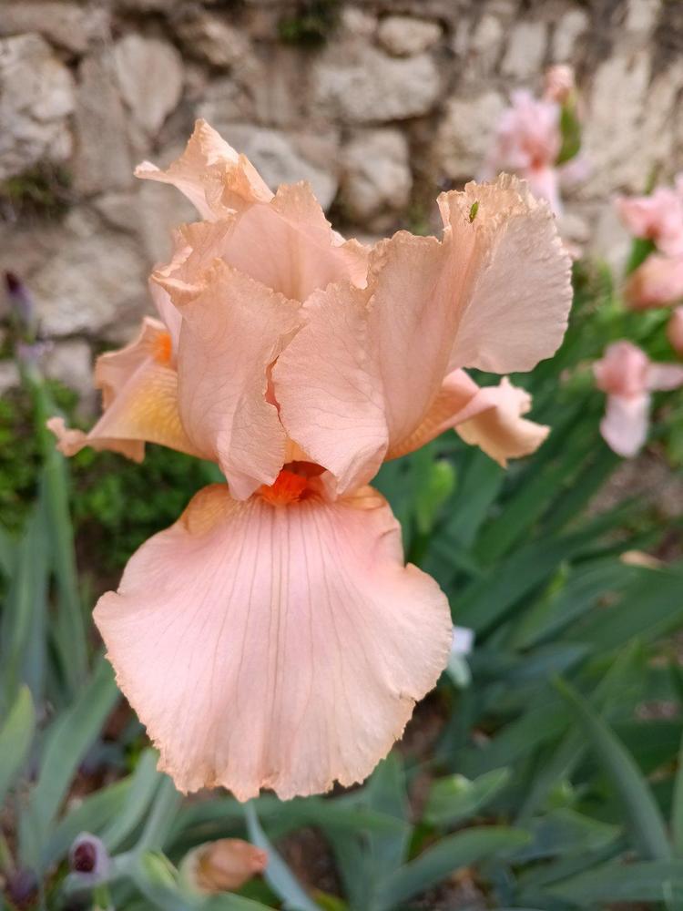 Photo of Tall Bearded Iris (Iris 'Živa') uploaded by Sanja