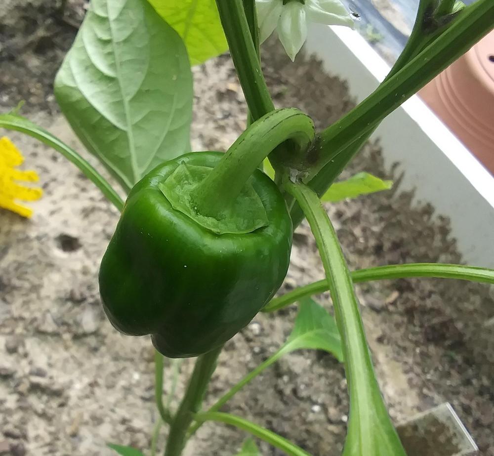 Photo of Bell Pepper (Capsicum annuum 'Yellow Belle') uploaded by TomatoNut95