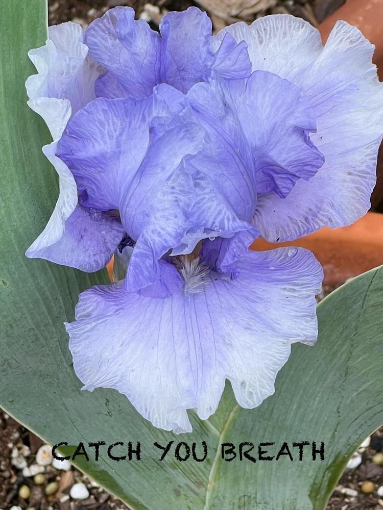 Photo of Tall Bearded Iris (Iris 'Catch Your Breath') uploaded by makakaualii