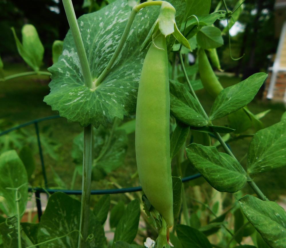 Photo of Snap Pea (Lathyrus oleraceus 'Amish Snap') uploaded by wildflowers