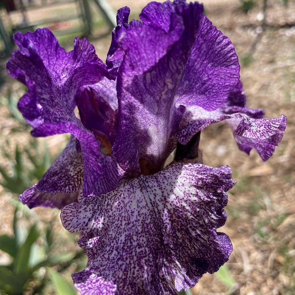 Photo of Tall Bearded Iris (Iris 'Autumn Explosion') uploaded by Bloomerrang
