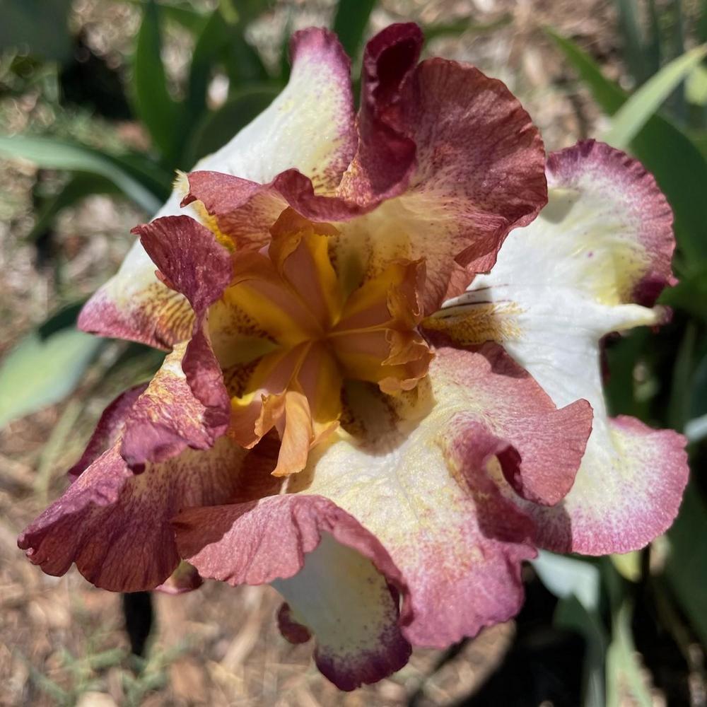 Photo of Tall Bearded Iris (Iris 'Cinnamon Girl') uploaded by Bloomerrang
