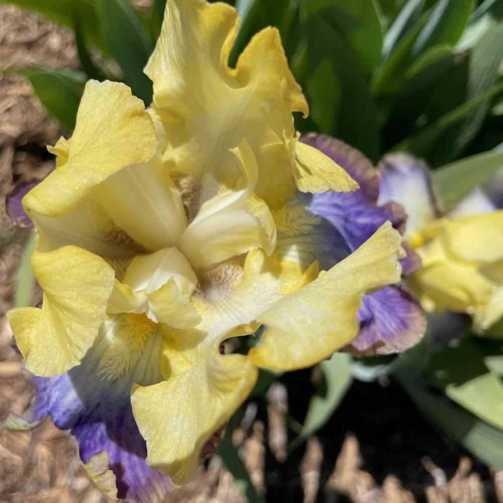 Photo of Tall Bearded Iris (Iris 'Abigail Nicole') uploaded by Bloomerrang