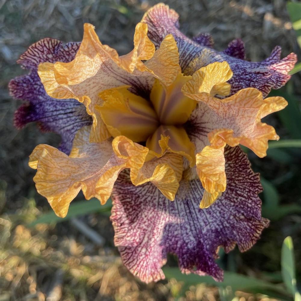 Photo of Tall Bearded Iris (Iris 'Temporal Anomaly') uploaded by Bloomerrang
