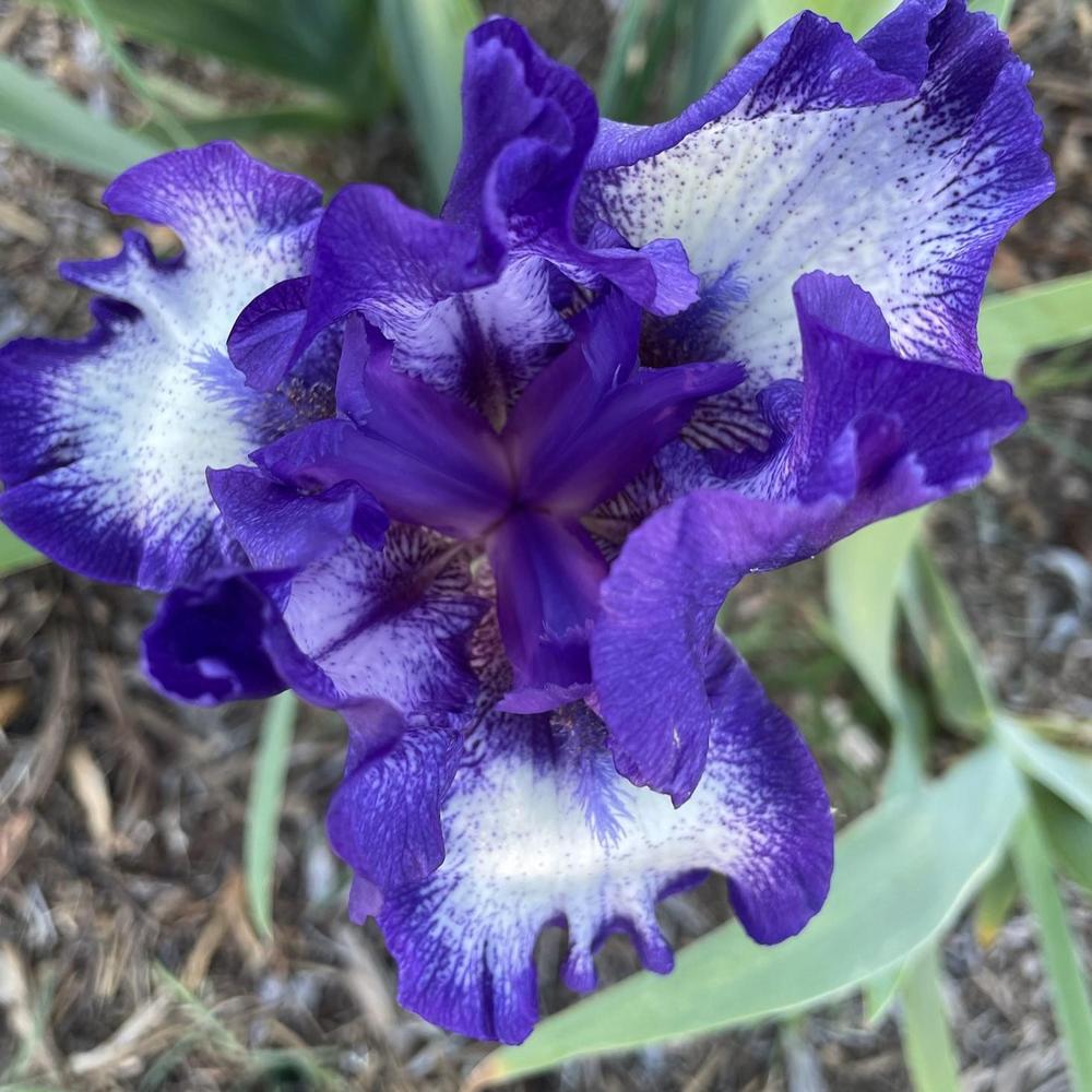 Photo of Intermediate Bearded Iris (Iris 'Starwoman') uploaded by Bloomerrang