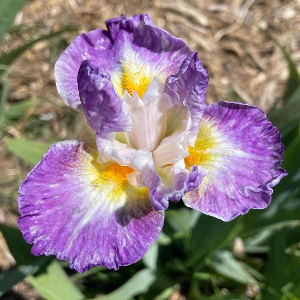 Photo of Intermediate Bearded Iris (Iris 'Backlit Beauty') uploaded by Bloomerrang