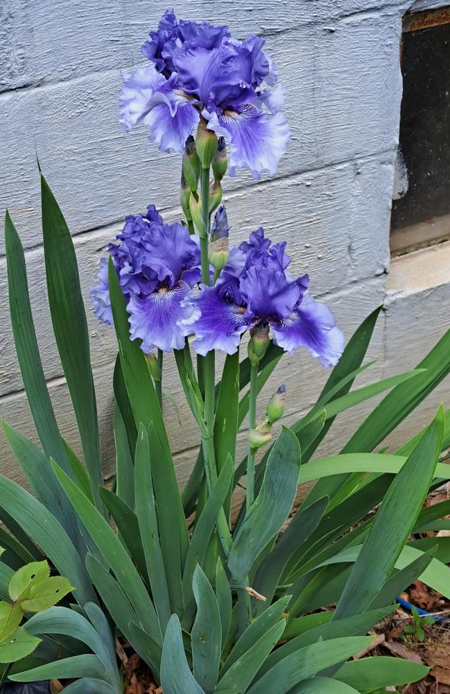 Photo of Tall Bearded Iris (Iris 'Money in Your Pocket') uploaded by BlueRidgeGardener23