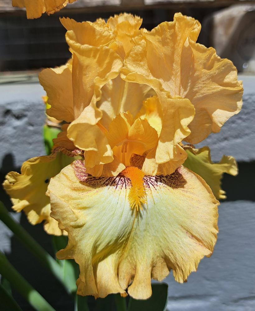 Photo of Tall Bearded Iris (Iris 'Butterlicious') uploaded by BlueRidgeGardener23