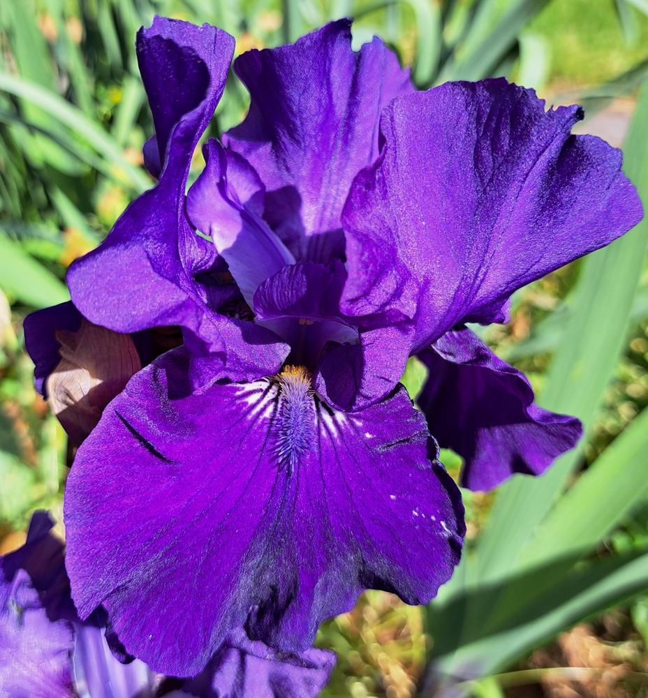 Photo of Intermediate Bearded Iris (Iris 'Halston') uploaded by BlueRidgeGardener23