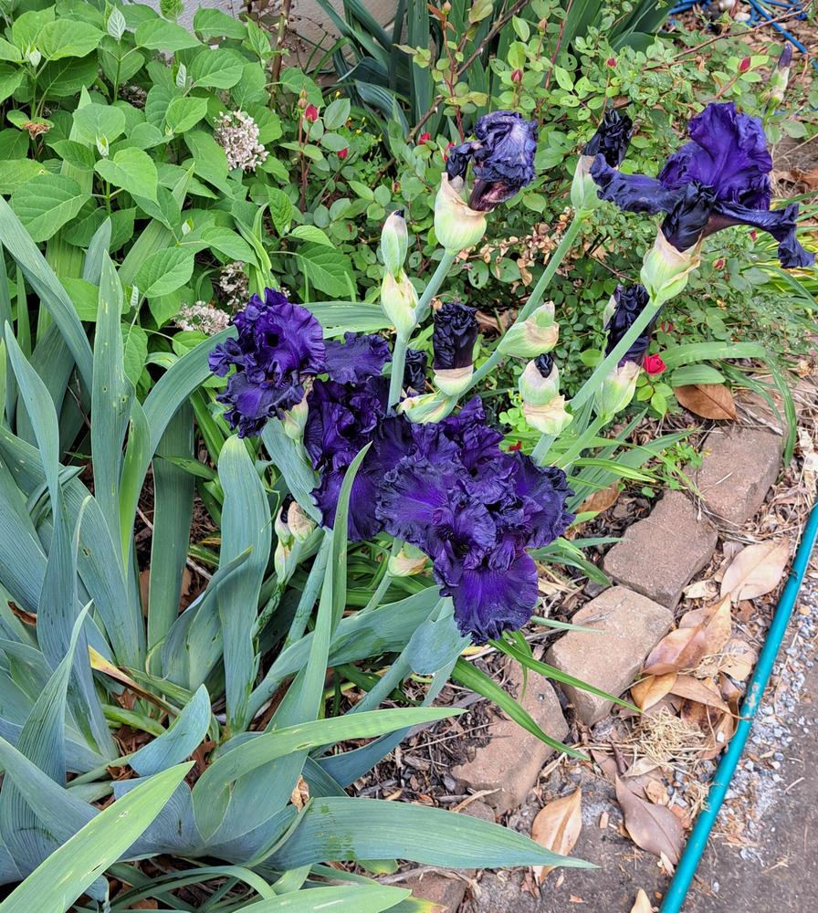 Photo of Tall Bearded Iris (Iris 'Adriatic Noble') uploaded by BlueRidgeGardener23
