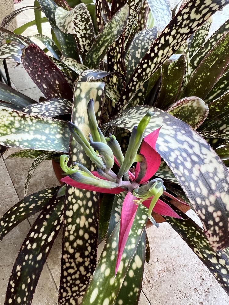 Photo of Bromeliad (Billbergia) uploaded by Floridian