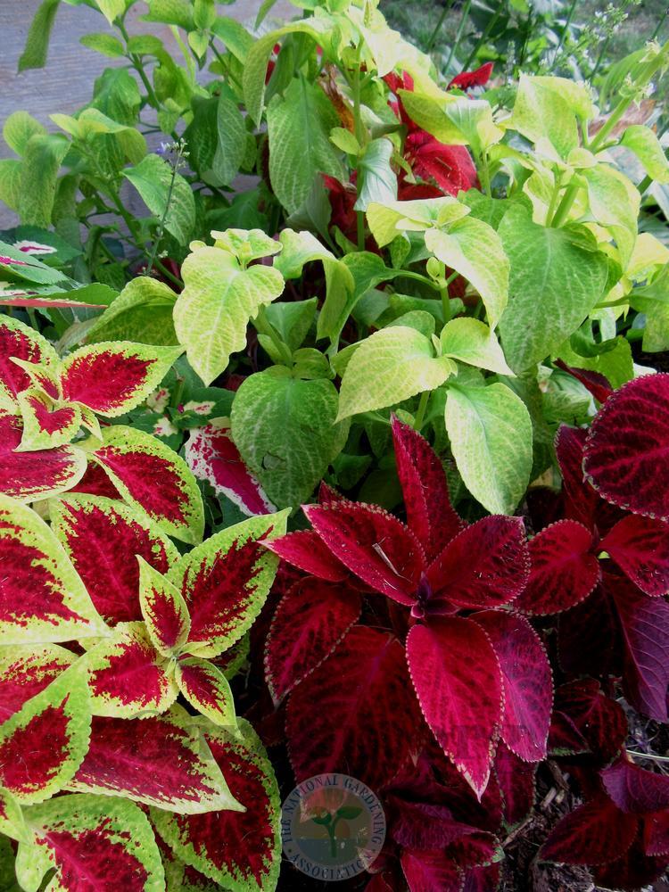 Photo of Coleus (Coleus scutellarioides) uploaded by Frillylily
