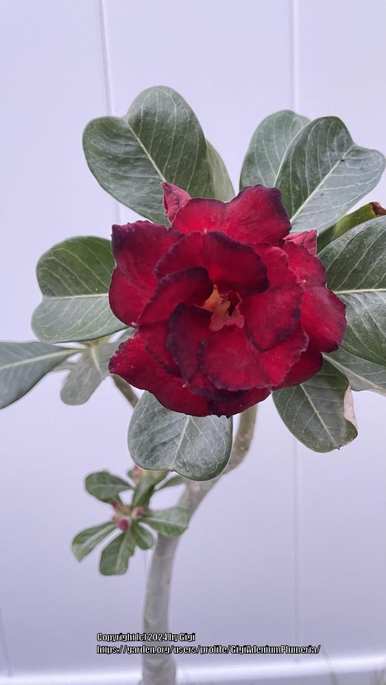 Photo of Desert Rose (Adenium 'Good Night') uploaded by GigiAdeniumPlumeria
