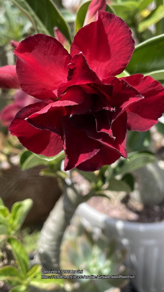 Photo of Desert Rose (Adenium 'Vulcanus') uploaded by GigiAdeniumPlumeria