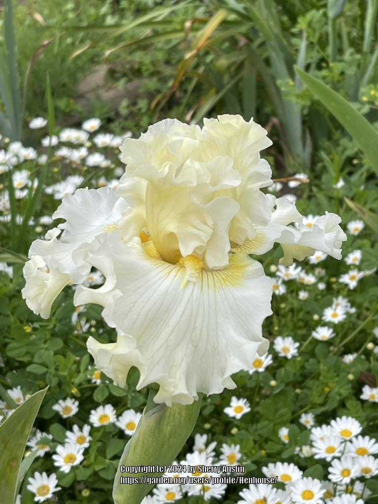 Photo of Tall Bearded Iris (Iris 'By Moonlight') uploaded by Henhouse