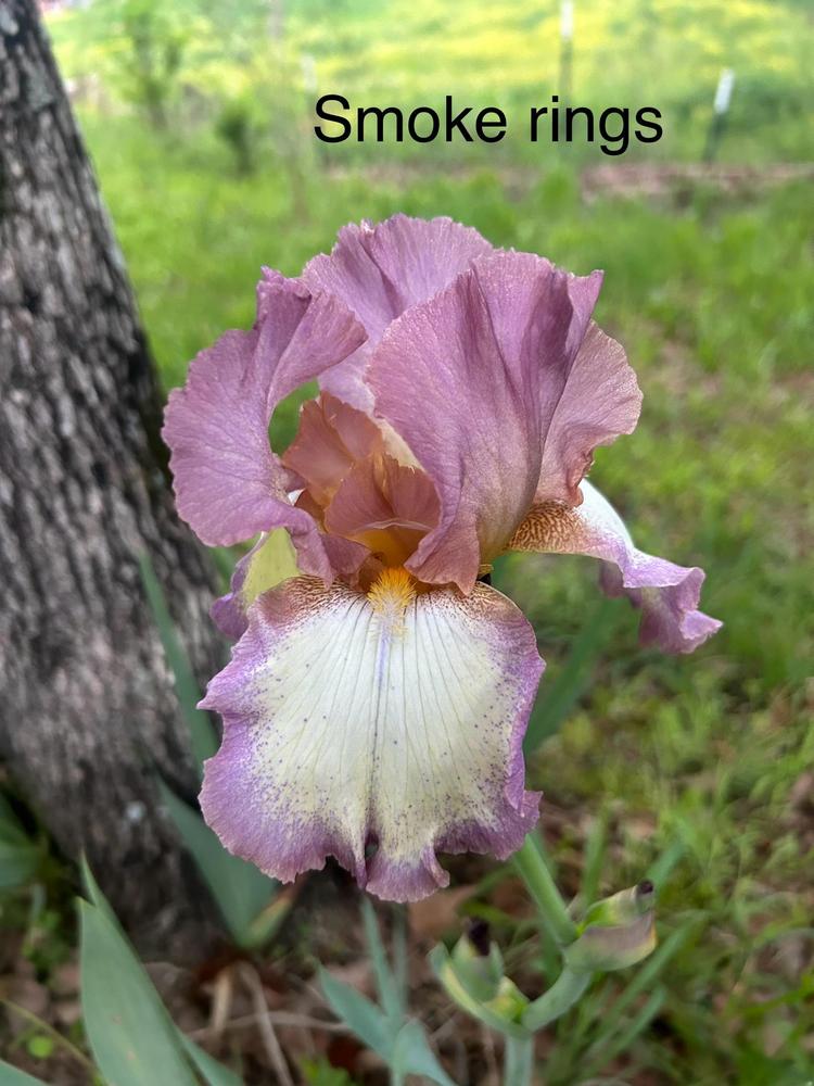Photo of Tall Bearded Iris (Iris 'Smoke Rings') uploaded by IrisKing