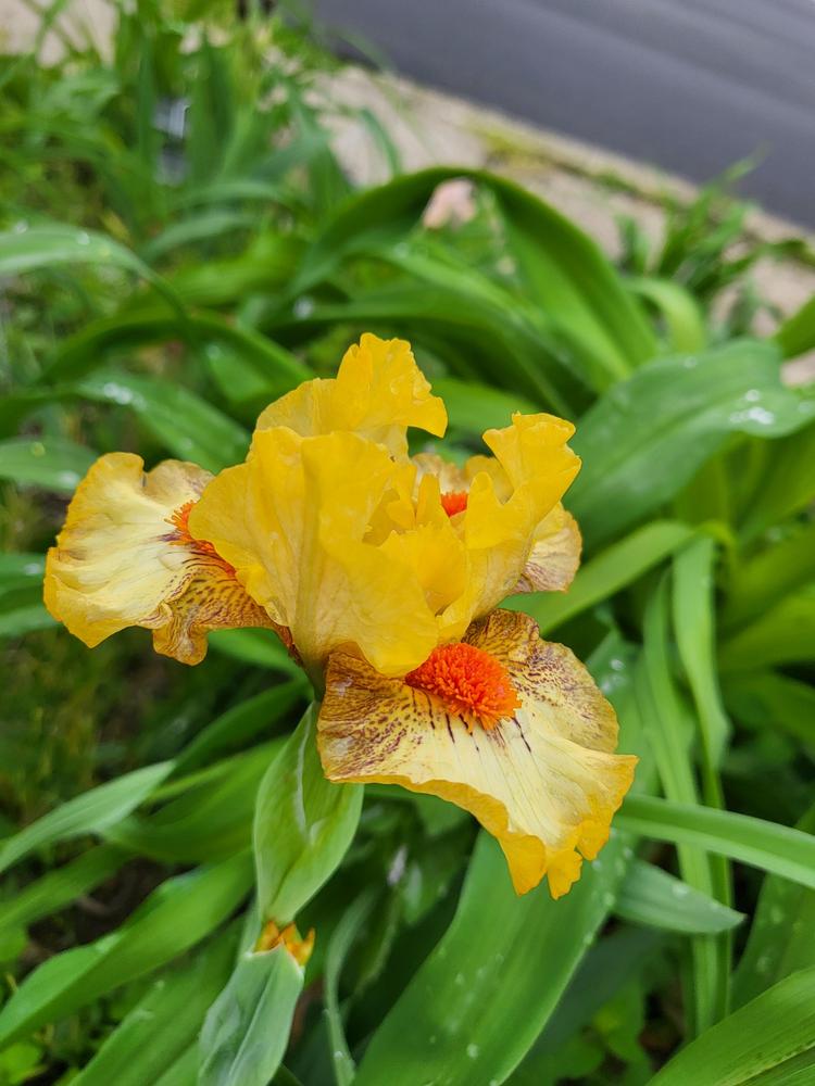 Photo of Standard Dwarf Bearded Iris (Iris 'Road Rage') uploaded by IrisLily