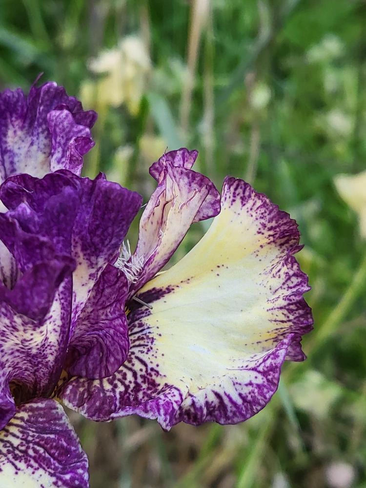 Photo of Intermediate Bearded Iris (Iris 'Midway Point') uploaded by IrisLily