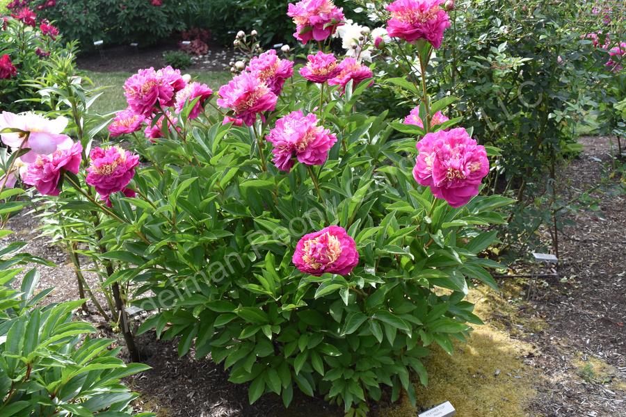 Photo of Japanese Peony (Paeonia lactiflora 'Feather Top') uploaded by Joy