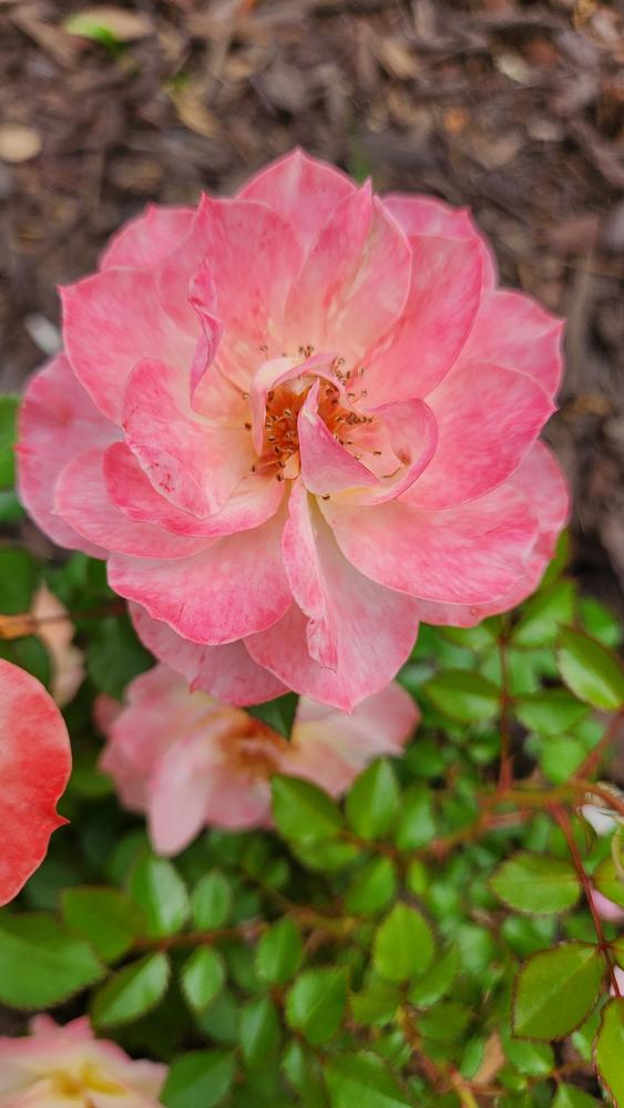 Photo of Rose (Rosa 'Oso Easy Italian Ice') uploaded by LandscapeGA8b