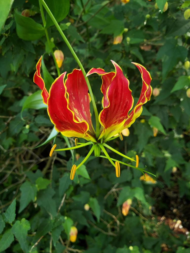 Photo of Flame Lily (Gloriosa) uploaded by LandscapeGA8b