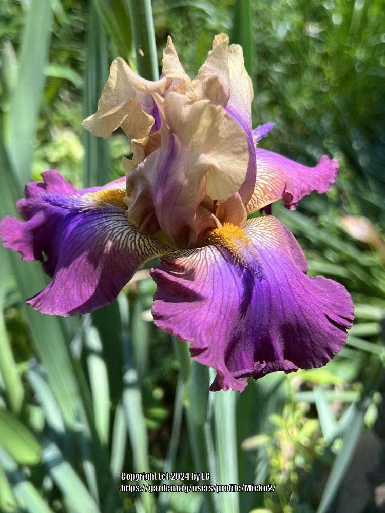 Photo of Tall Bearded Iris (Iris 'Trillion') uploaded by Mieko2