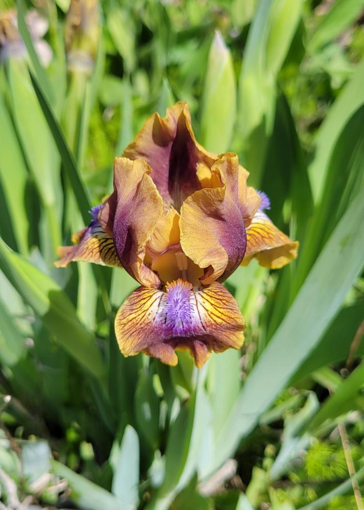 Photo of Standard Dwarf Bearded Iris (Iris 'Kewlopolis') uploaded by Natalie