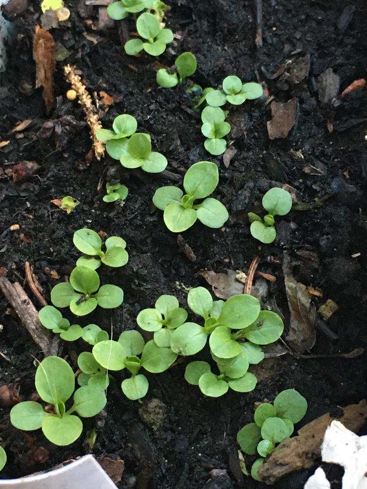 Photo of Corn Salad (Valerianella locusta 'Verte a Coeur Plein') uploaded by antsinmypants