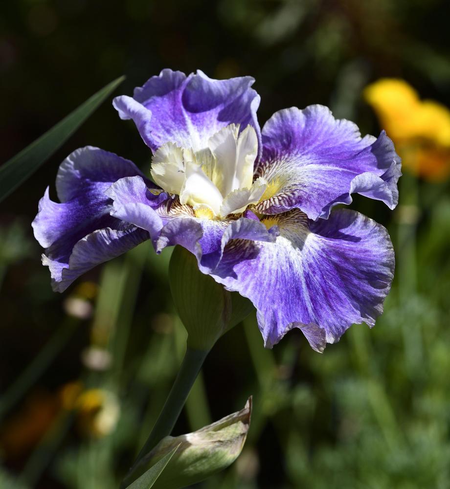 Photo of Tall Bearded Iris (Iris 'Scaredy Cat') uploaded by azcowgirl