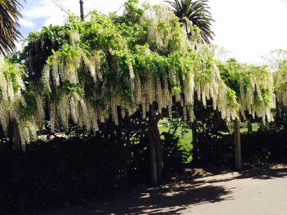 Photo of Chinese Wisteria (Wisteria sinensis 'Alba') uploaded by crawgarden