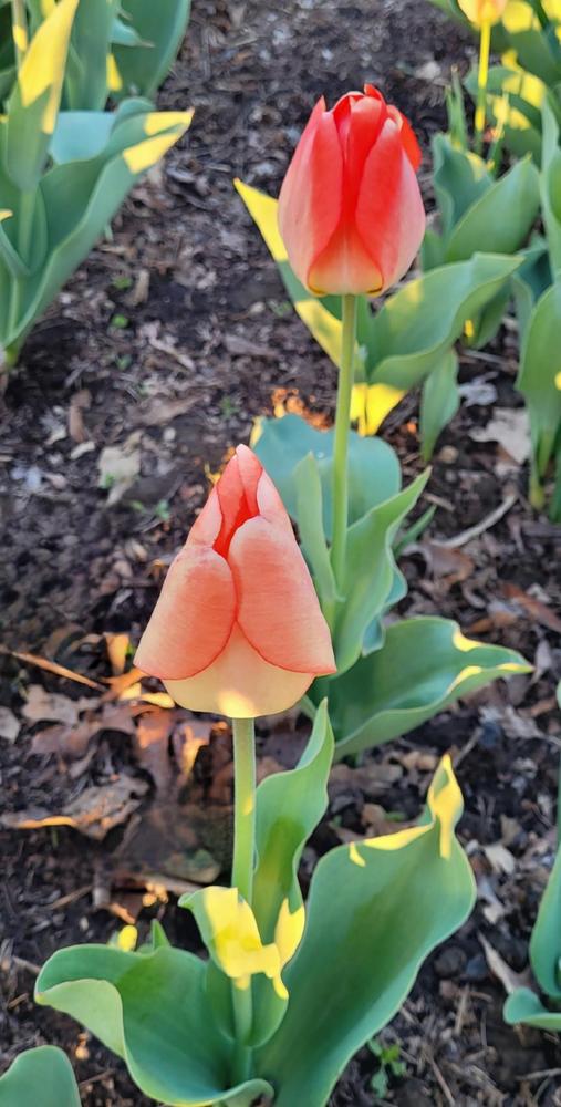 Photo of Darwin Hybrid Tulip (Tulipa 'Daydream') uploaded by dnrevel
