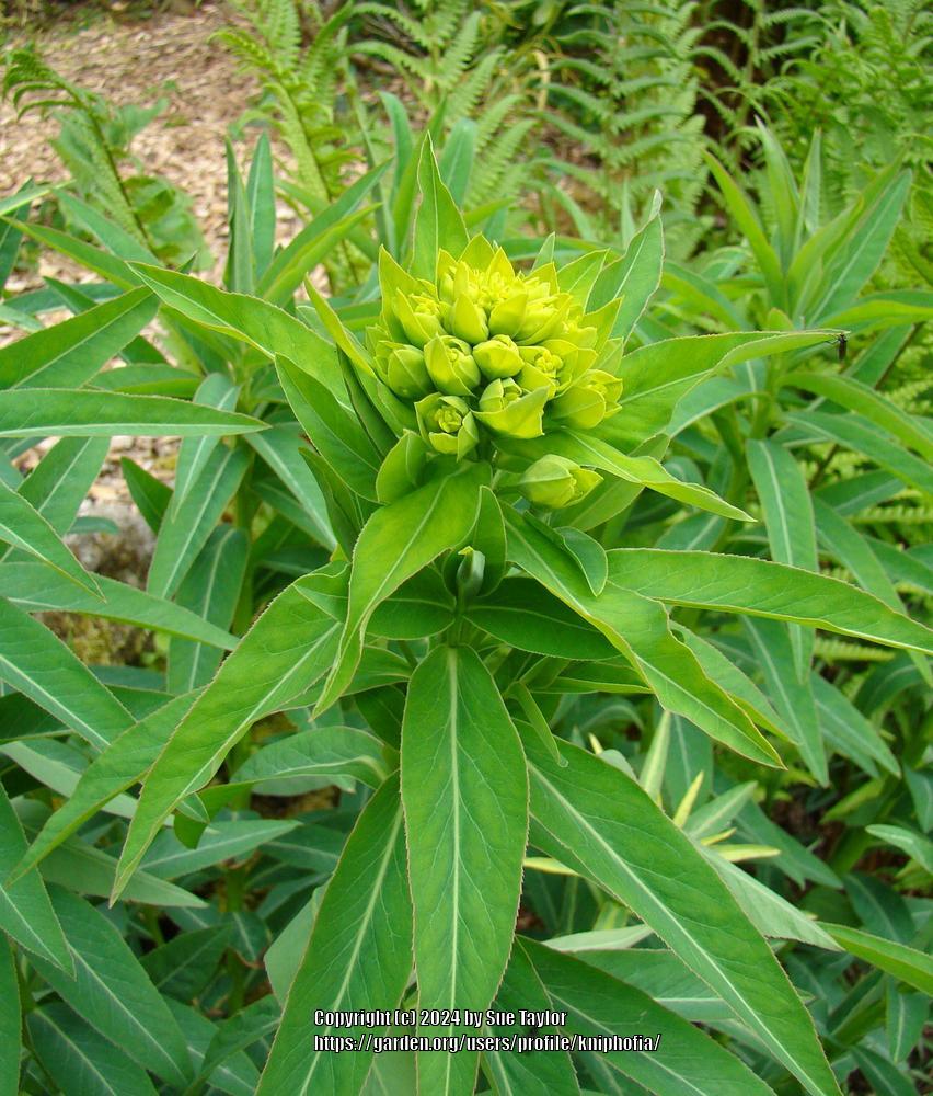 Photo of Euphorbia (Euphorbia cornigera) uploaded by kniphofia
