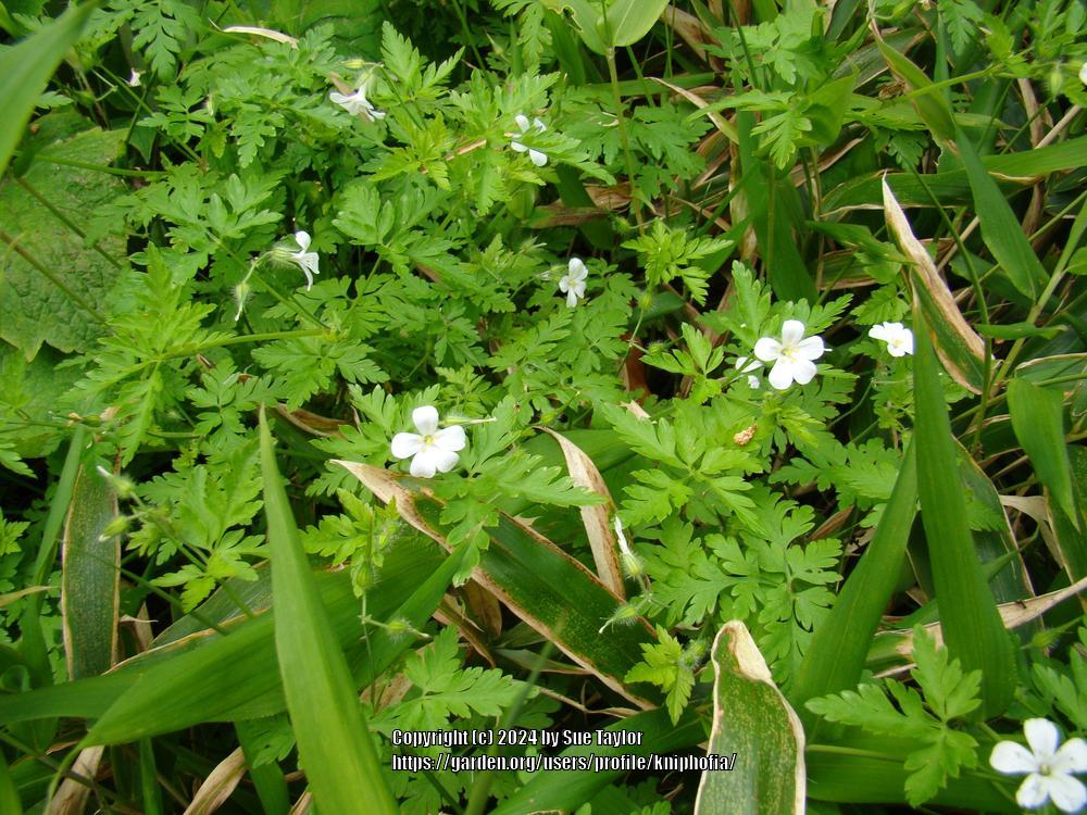 Photo of Geranium (Geranium robertianum 'Celtic White') uploaded by kniphofia