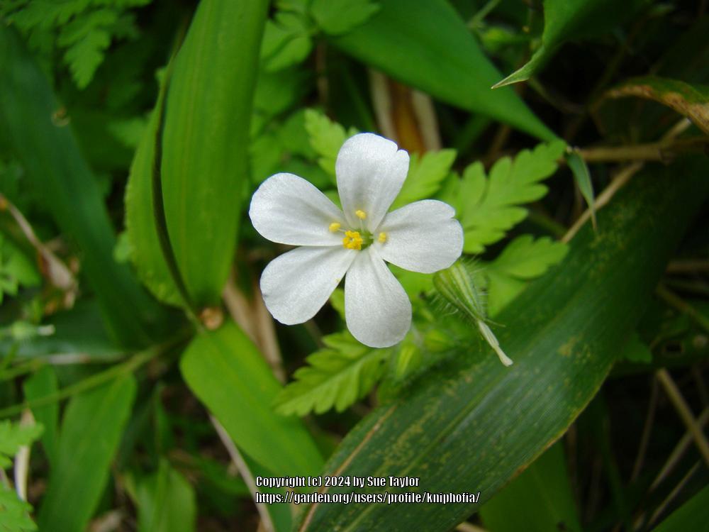 Photo of Geranium (Geranium robertianum 'Celtic White') uploaded by kniphofia