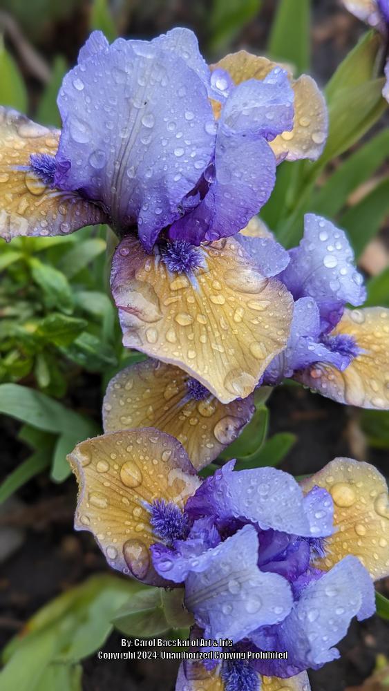 Photo of Standard Dwarf Bearded Iris (Iris 'Blueberry Tart') uploaded by Artsee1