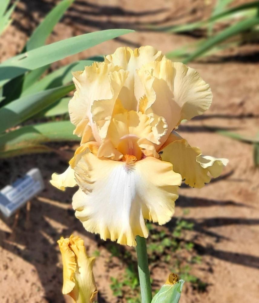 Photo of Tall Bearded Iris (Iris 'Lover's Charm') uploaded by Bitoftrouble