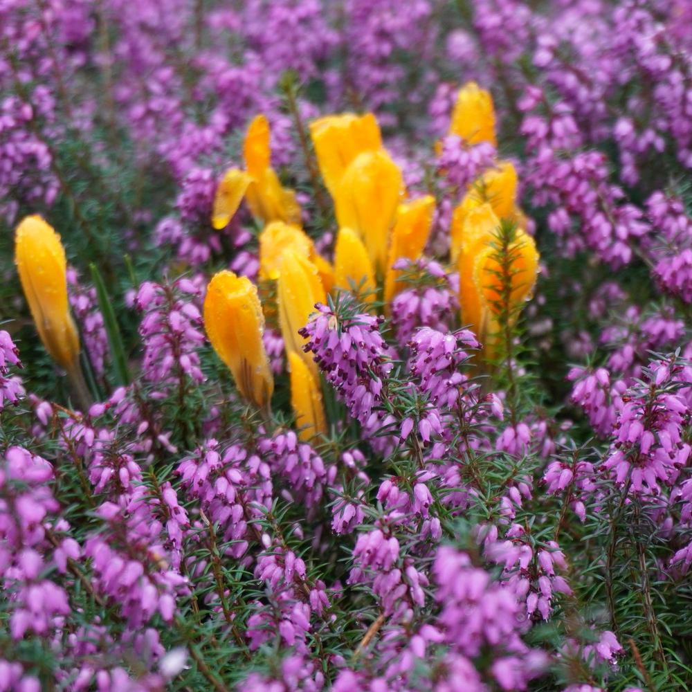 Photo of Winter Heather (Erica carnea) uploaded by D3LL