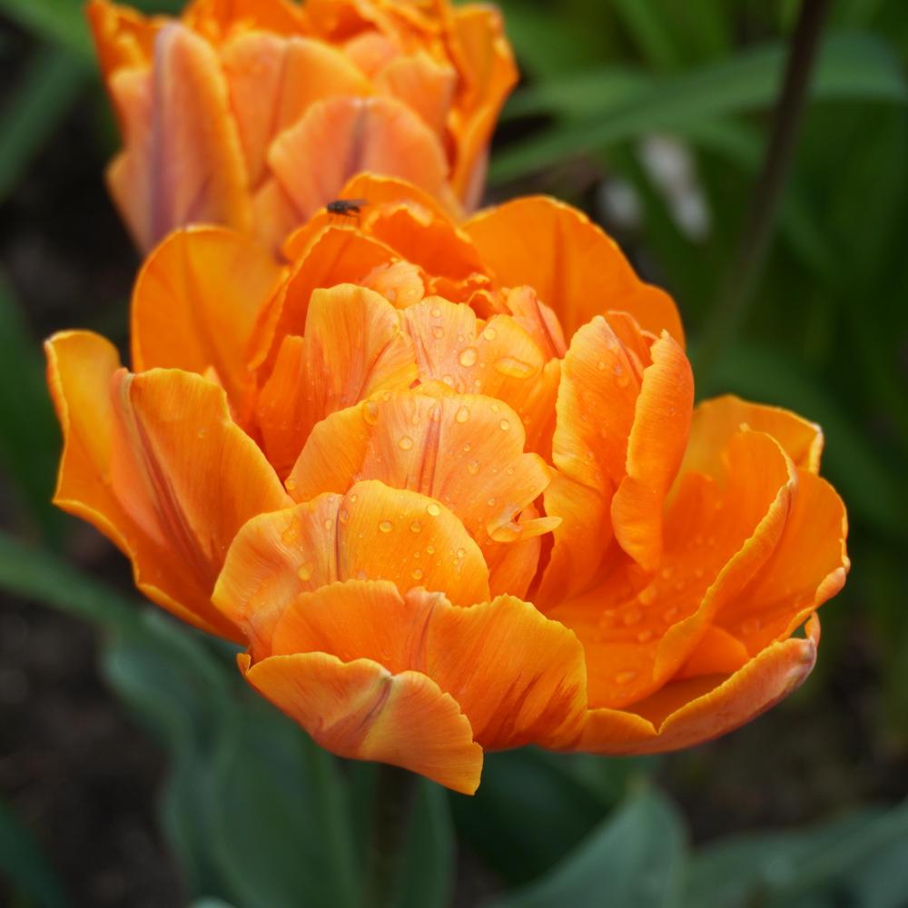 Photo of Peony-flowered Tulip (Tulipa 'Orange Princess') uploaded by D3LL
