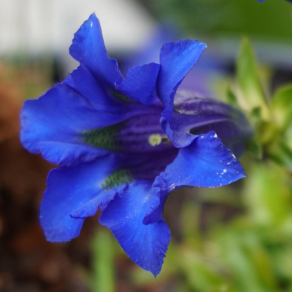 Photo of Stemless Gentian (Gentiana acaulis) uploaded by D3LL