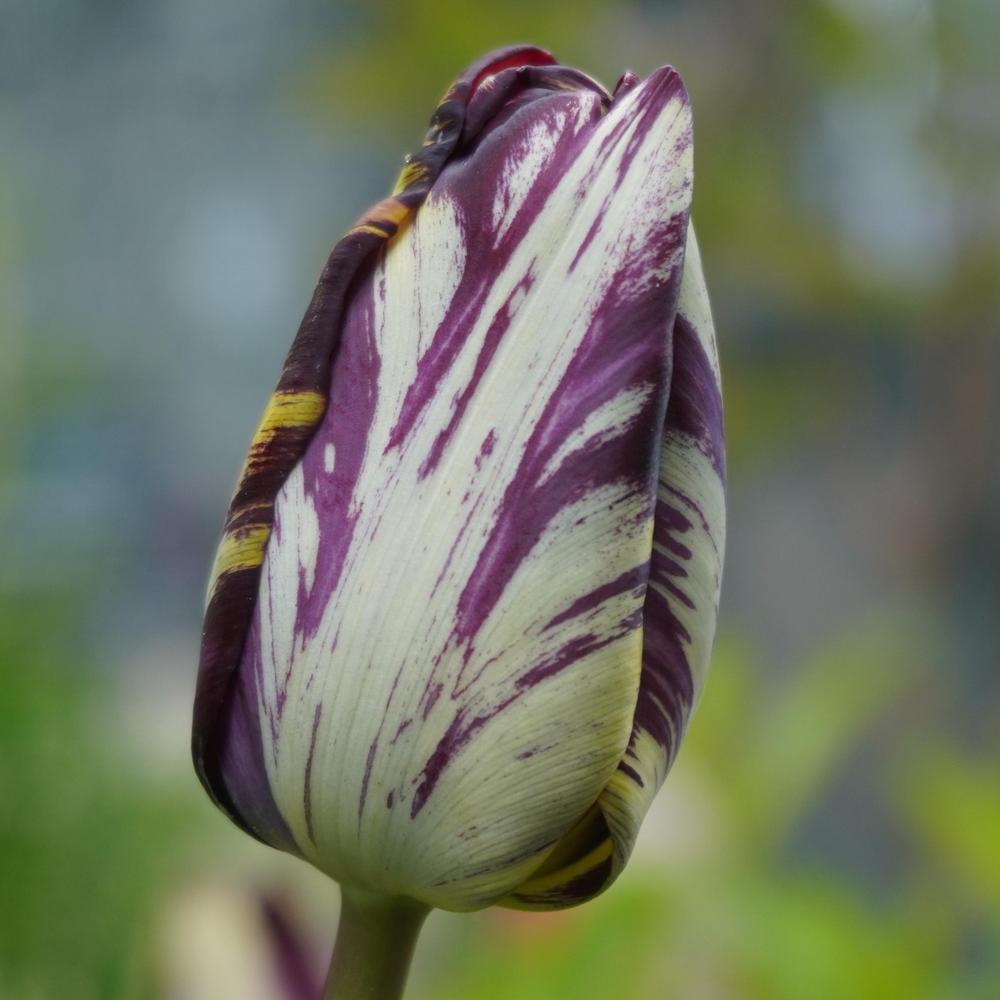 Photo of Rembrandt Tulip (Tulipa 'Insulinde') uploaded by D3LL