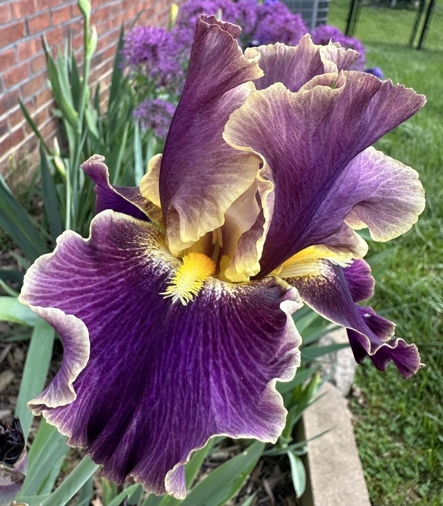 Photo of Tall Bearded Iris (Iris 'Luminate') uploaded by TNLaura