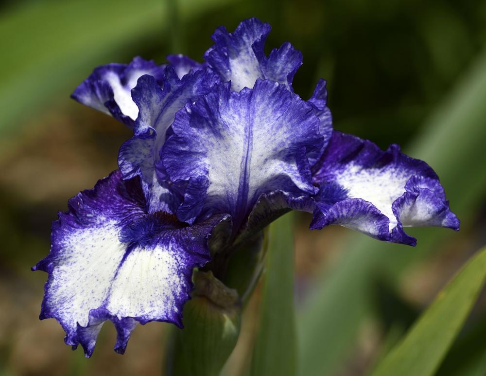 Photo of Intermediate Bearded Iris (Iris 'Ding-A-Ling') uploaded by azcowgirl