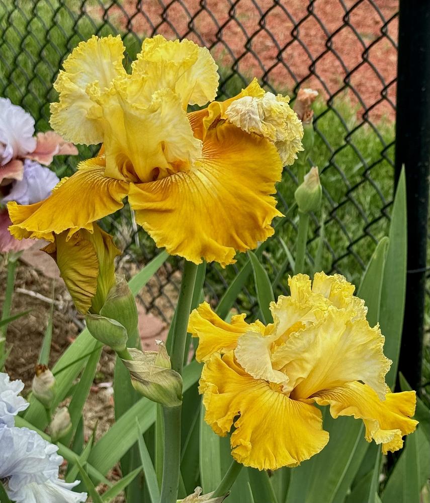 Photo of Tall Bearded Iris (Iris 'Caramel Dream') uploaded by floota