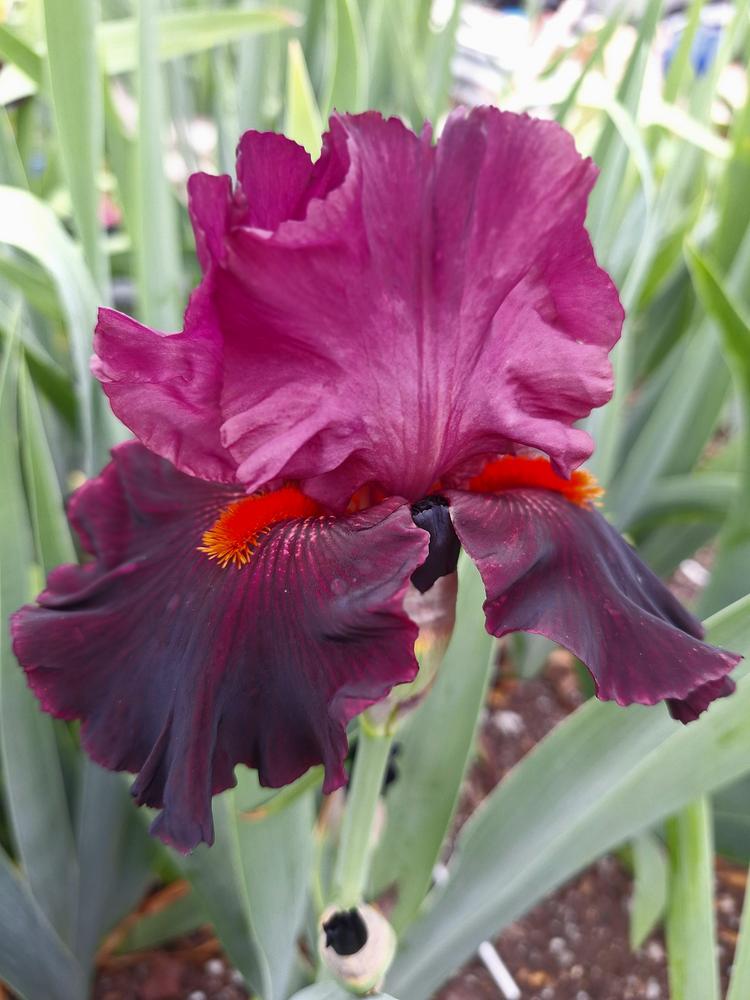 Photo of Tall Bearded Iris (Iris 'Fiery Temper') uploaded by javaMom