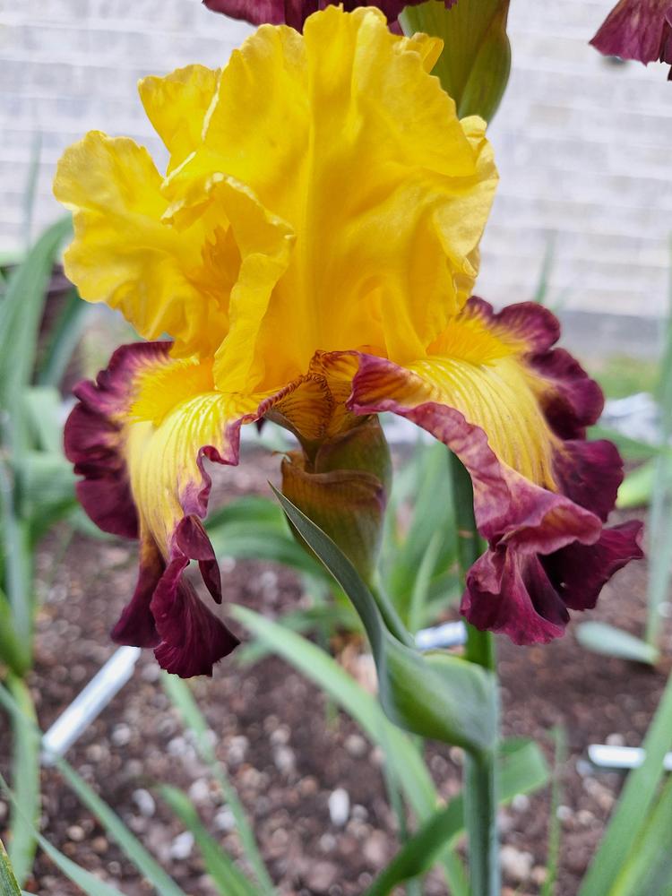 Photo of Tall Bearded Iris (Iris 'Summer Shadow') uploaded by javaMom