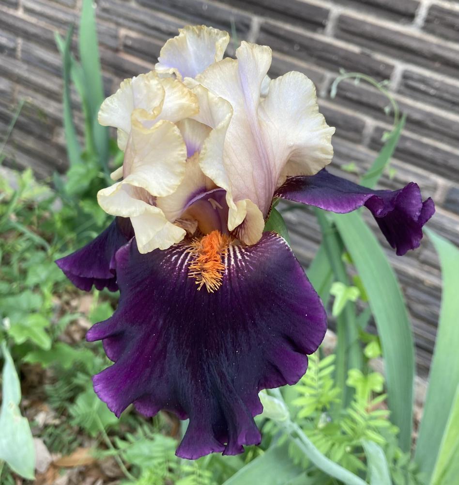 Photo of Tall Bearded Iris (Iris 'Secret Service') uploaded by txtreehugger