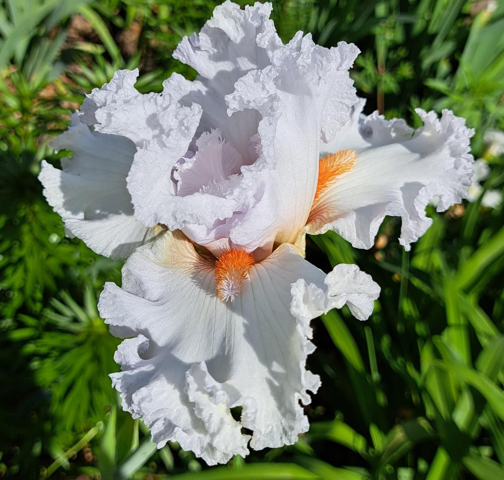 Photo of Tall Bearded Iris (Iris 'Vanilla Frappé') uploaded by BlueRidgeGardener23